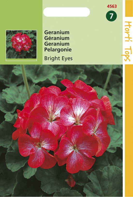 Geranium Bright Eyes F1 (Pelargonium zonale) 10 zaden
